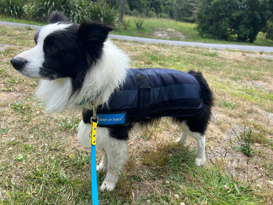 “Cool On Track” Dog Cooling Coat **$10 OFF**-Back On Track-30cm-Shine Pets