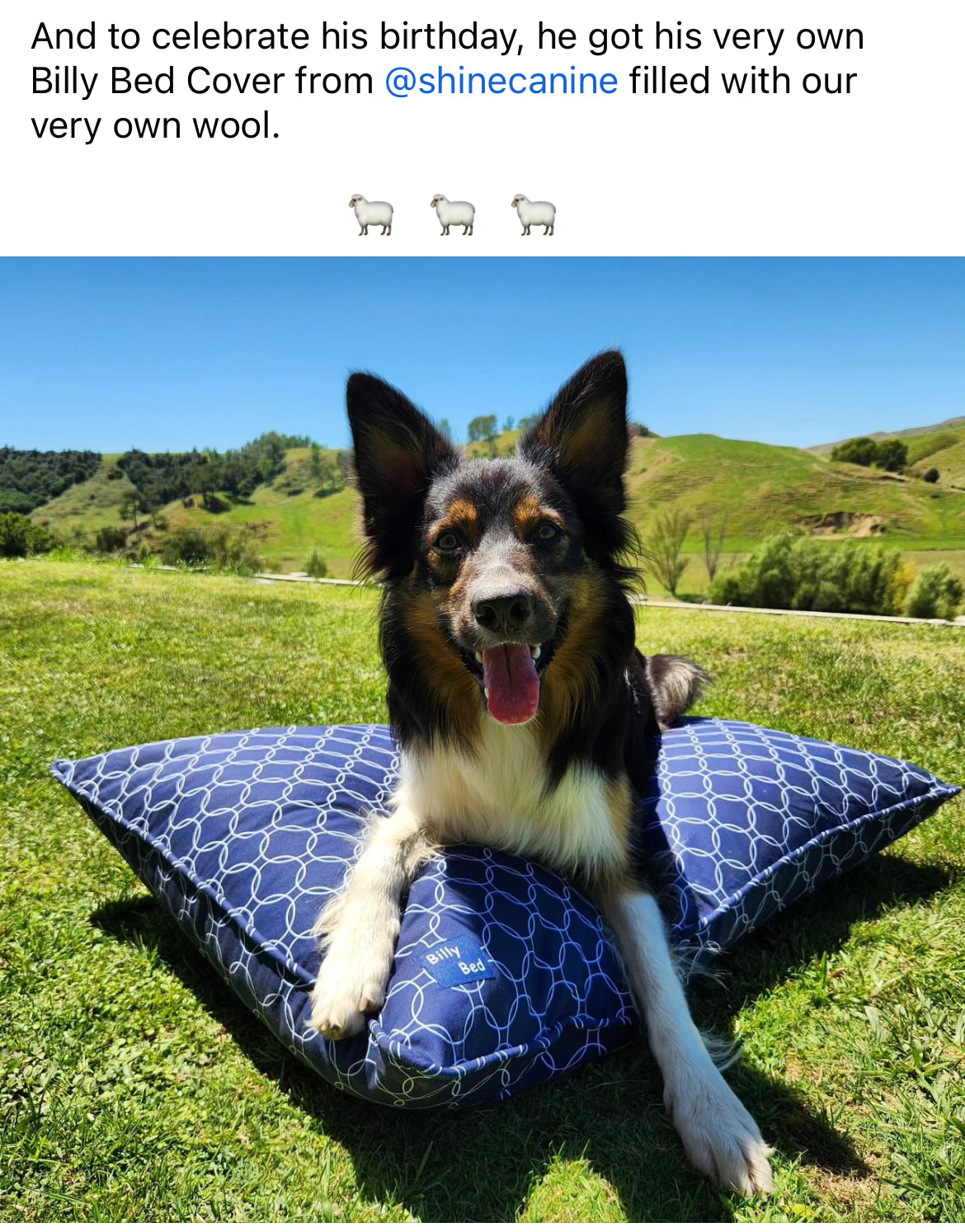 Billy Bed Buddy Cover (WATERPROOF dog bed cover)-Accessories-Brolly Sheets-Small Red Circles (Cotton Canvas)-Shine Pets