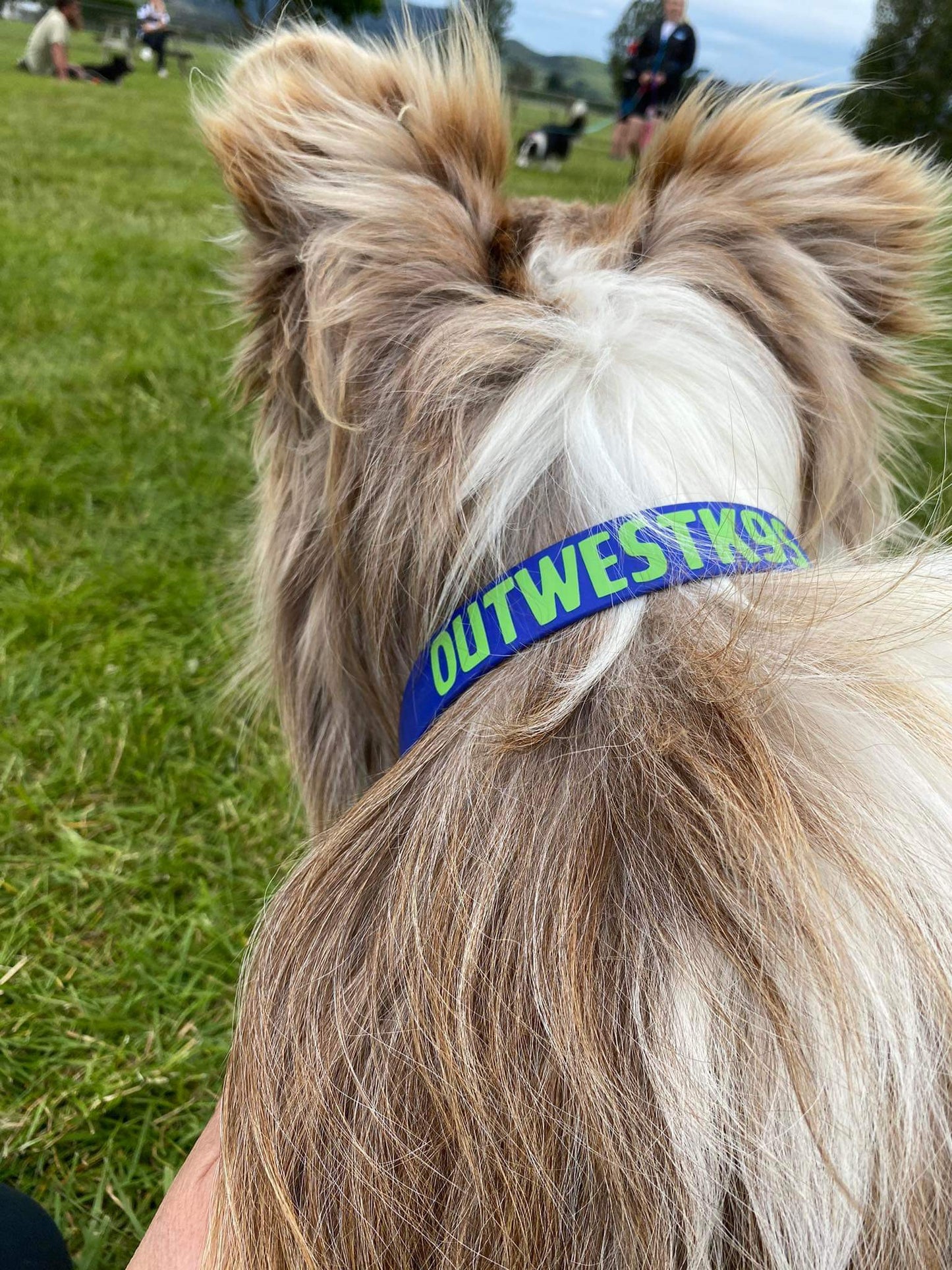 BioThane Martingale Lead - a collar and lead in one!!