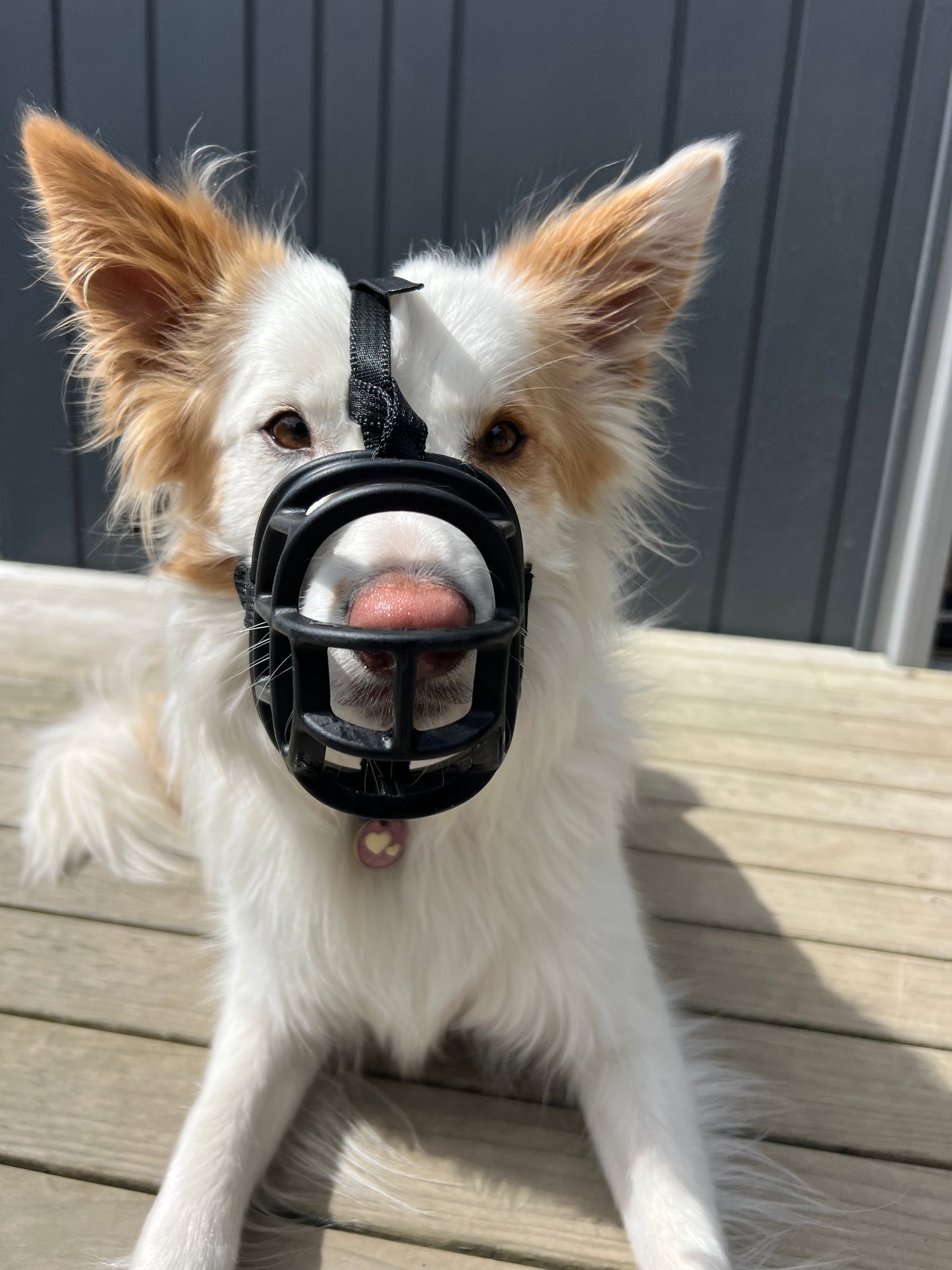 Baskerville Ultra Muzzle