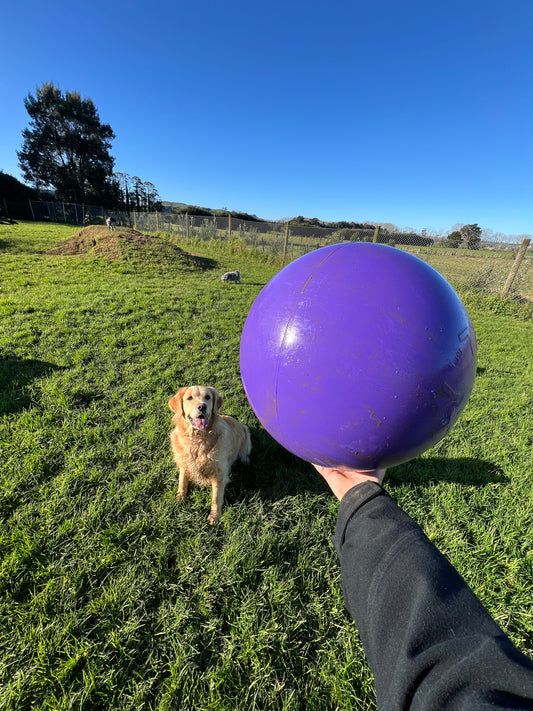 Jolly Ball Push N Play