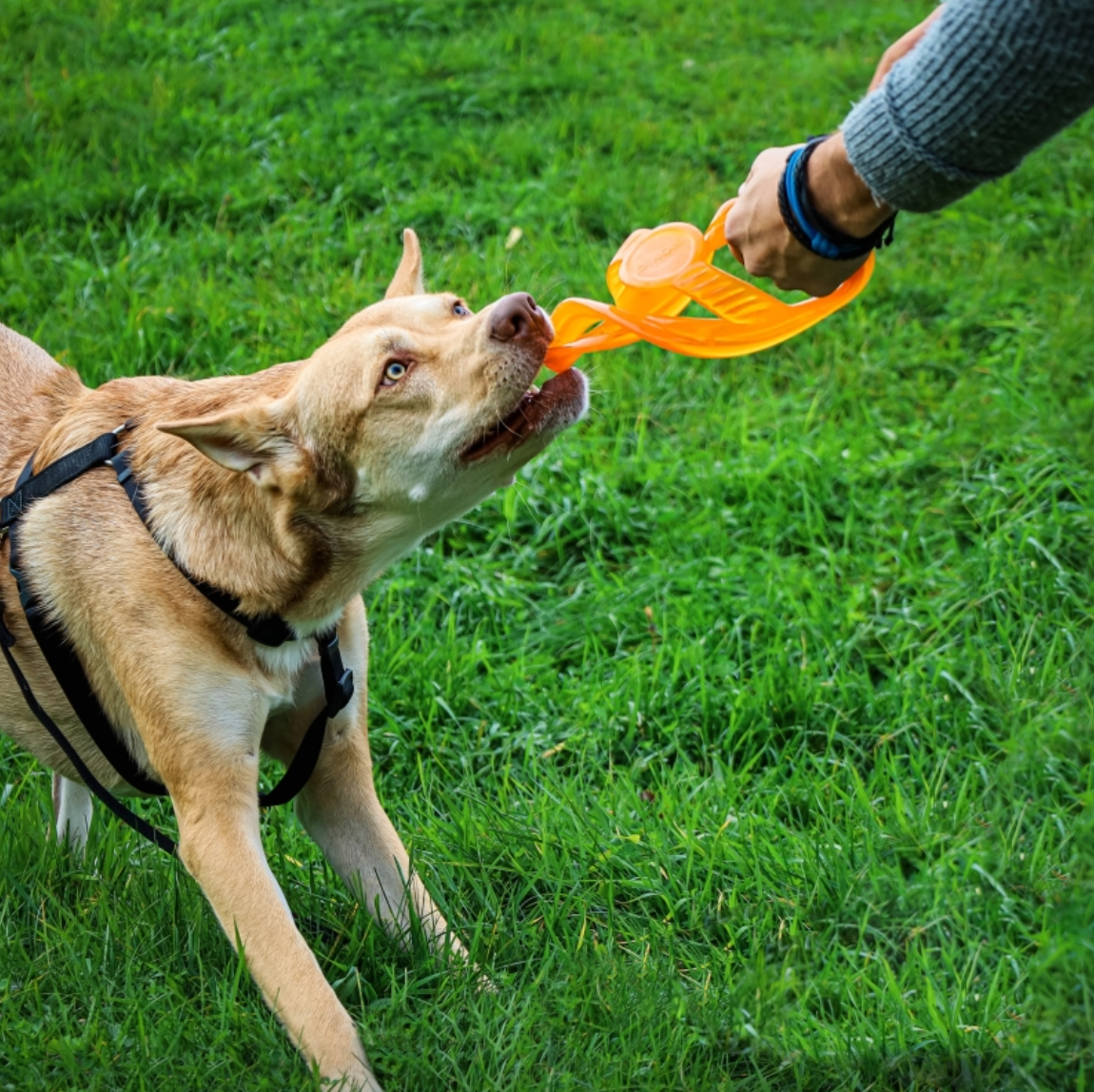 BIONIC Toss n Tug Ring 22.7cm