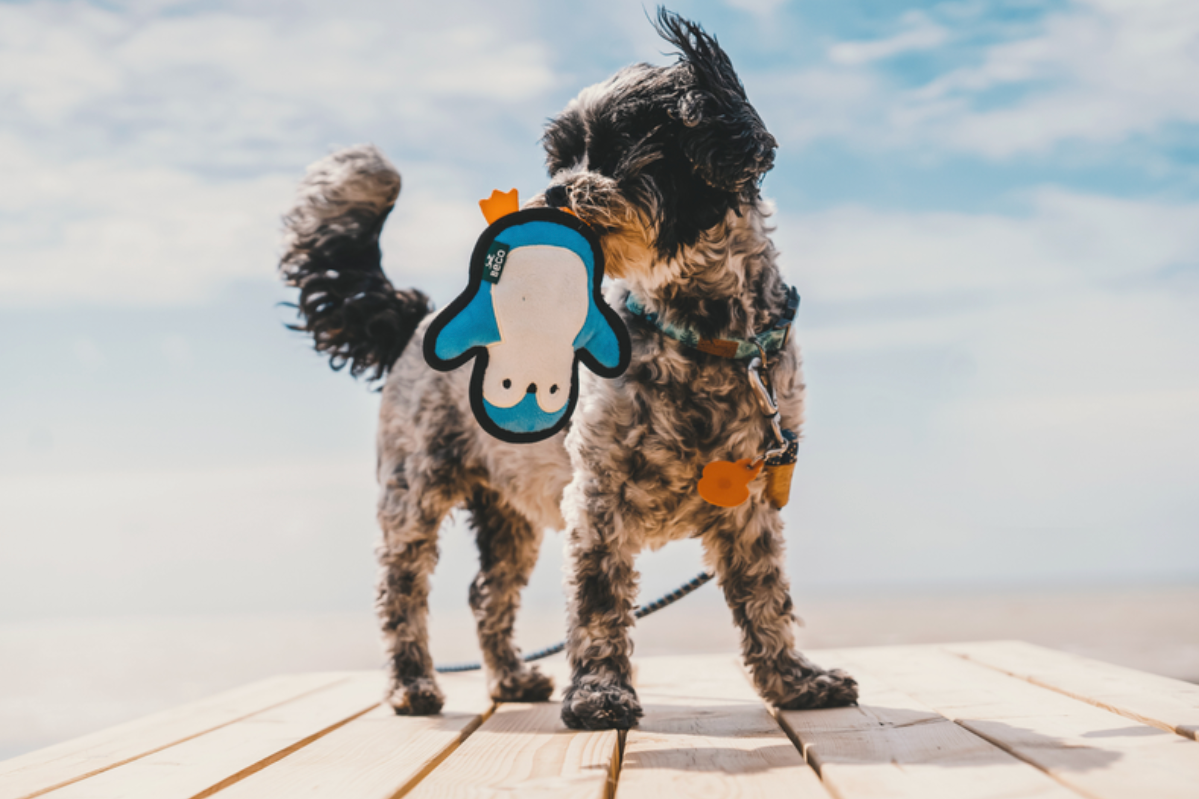 Beco Peggy The Penguin