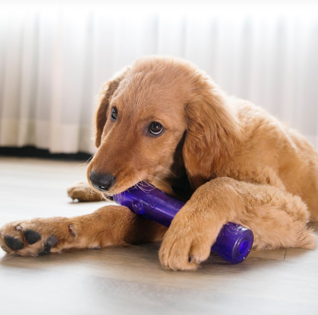 KONG Squeezz Crackle Stick