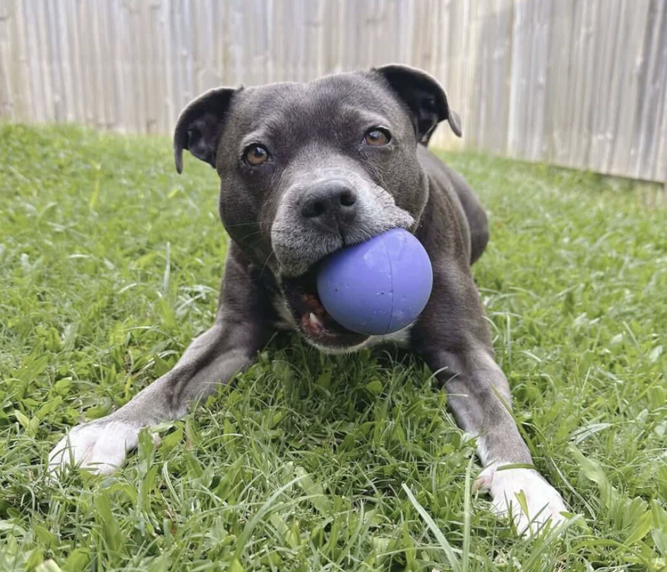 Happy Staffy Duraball | Happy Staffy Co Interactive Dog Toy
