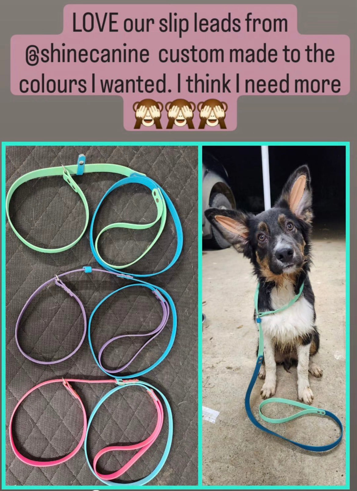 BioThane Dog Slip Lead