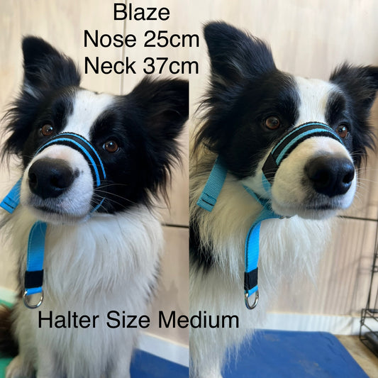 Head Halters (fleece lined) - clip under chin-Accessories-White Rock K9-XS Yellow/Pink stripes-Shine Pets