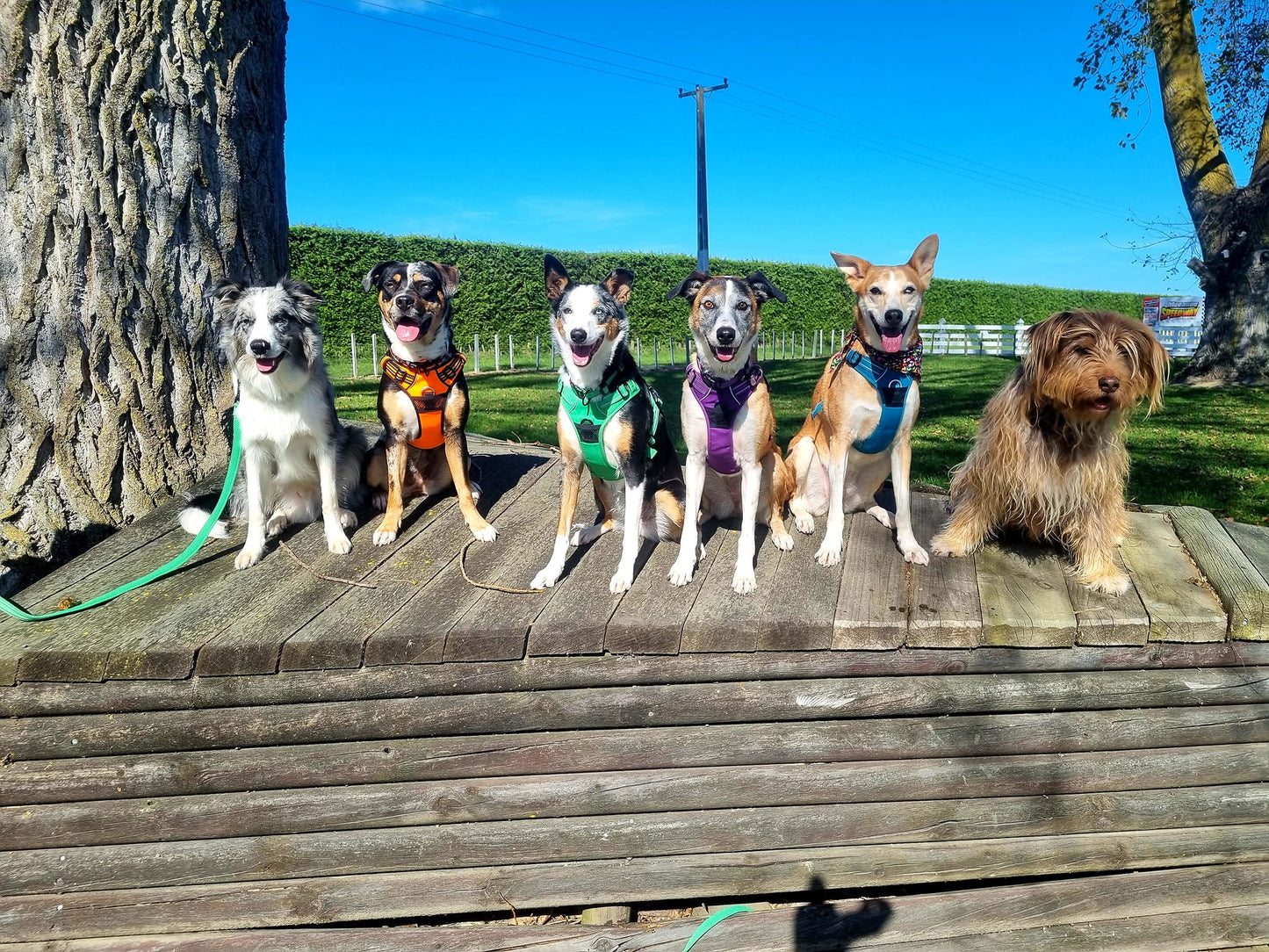 Adjustable Dog Harness - True Love