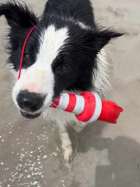 ROGZ lighthouse-The Pet Brands-Shine Pets