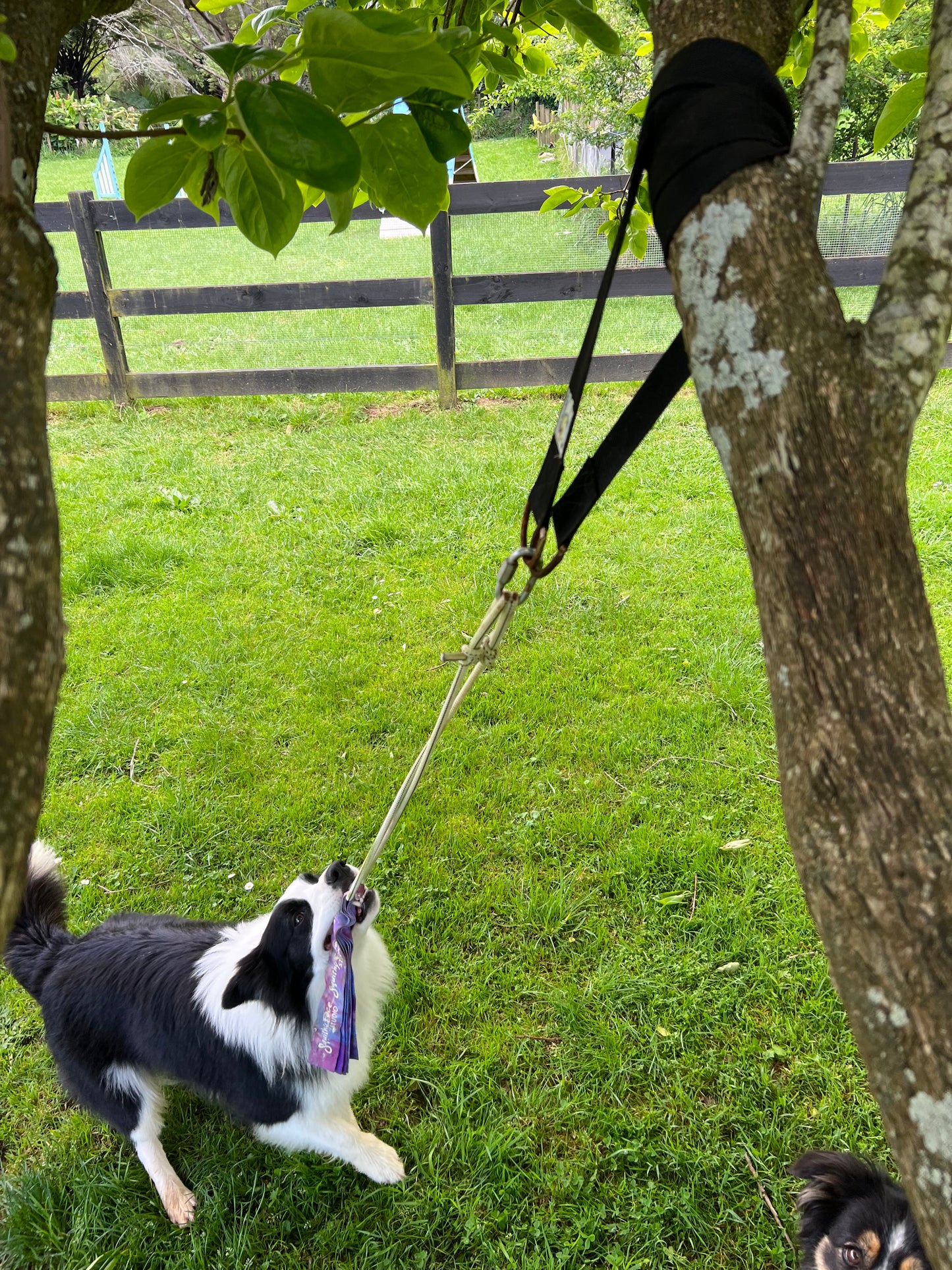 SUPER TUG - Dog exercise toy from Squishy Face Studio