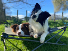 Folding/Camping Dog Bed - Outdoor Connection