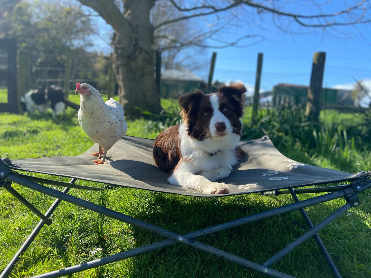 Folding/Camping Dog Bed - Outdoor Connection
