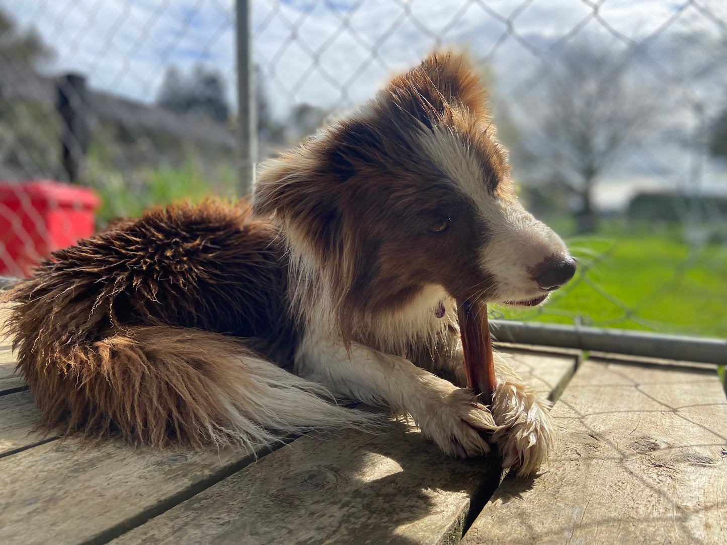 Beef Pizzle Chew/Bully Stick