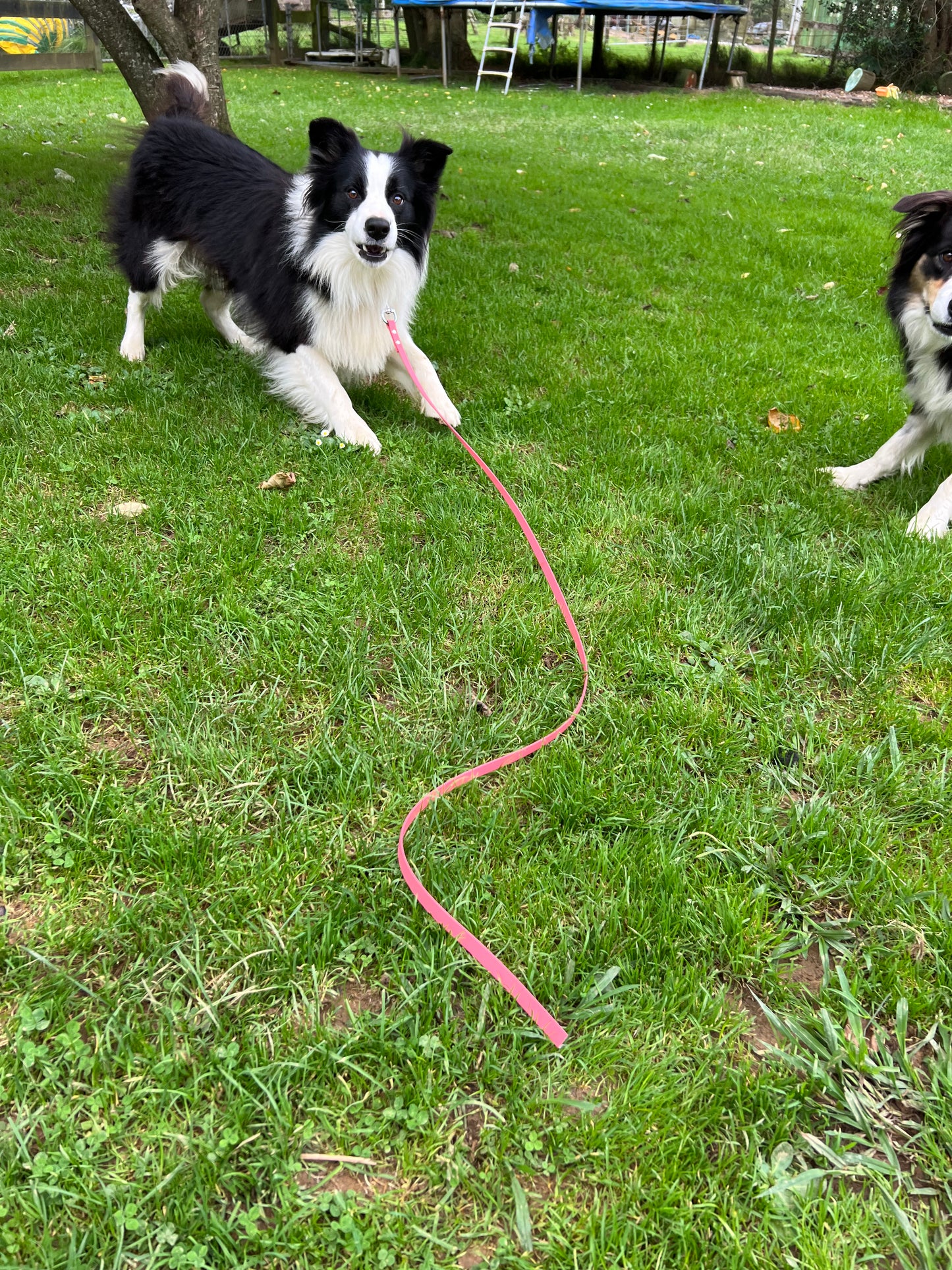 BioThane "Catch" Dog Lead (13mm)-Shine Canine-1.2m-Shine Pets
