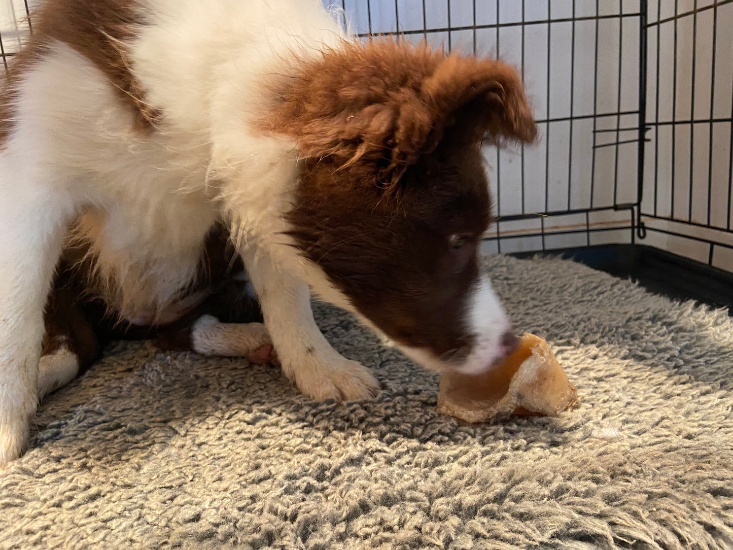 Cattle/Cow Hoof/Hooves