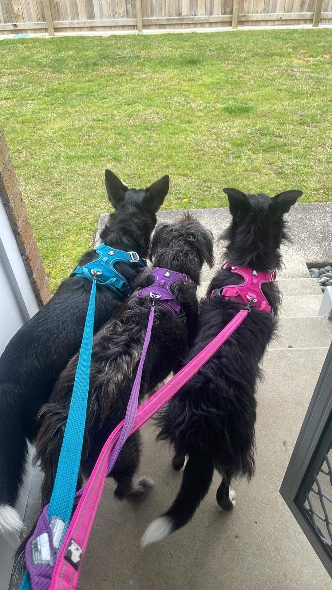 Adjustable Dog Harness - True Love