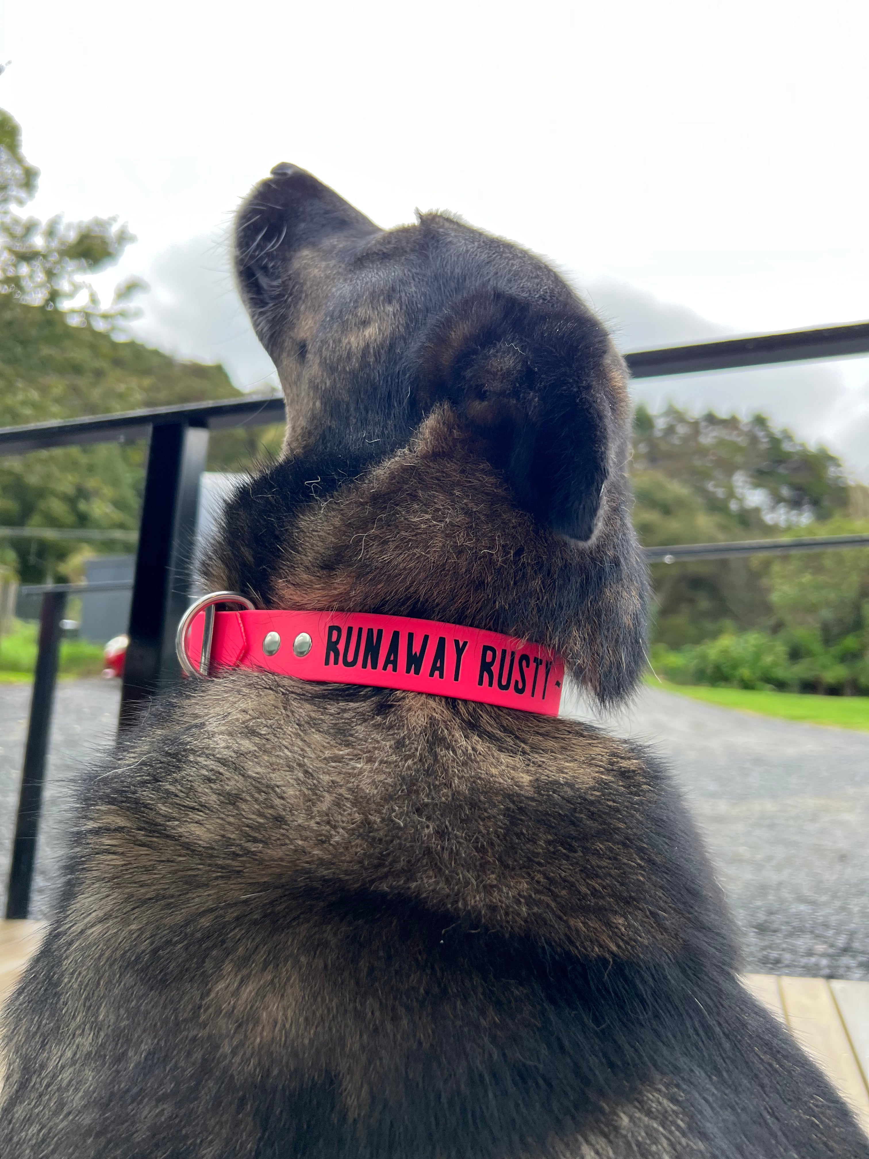 Orvis embroidered dog sales collars