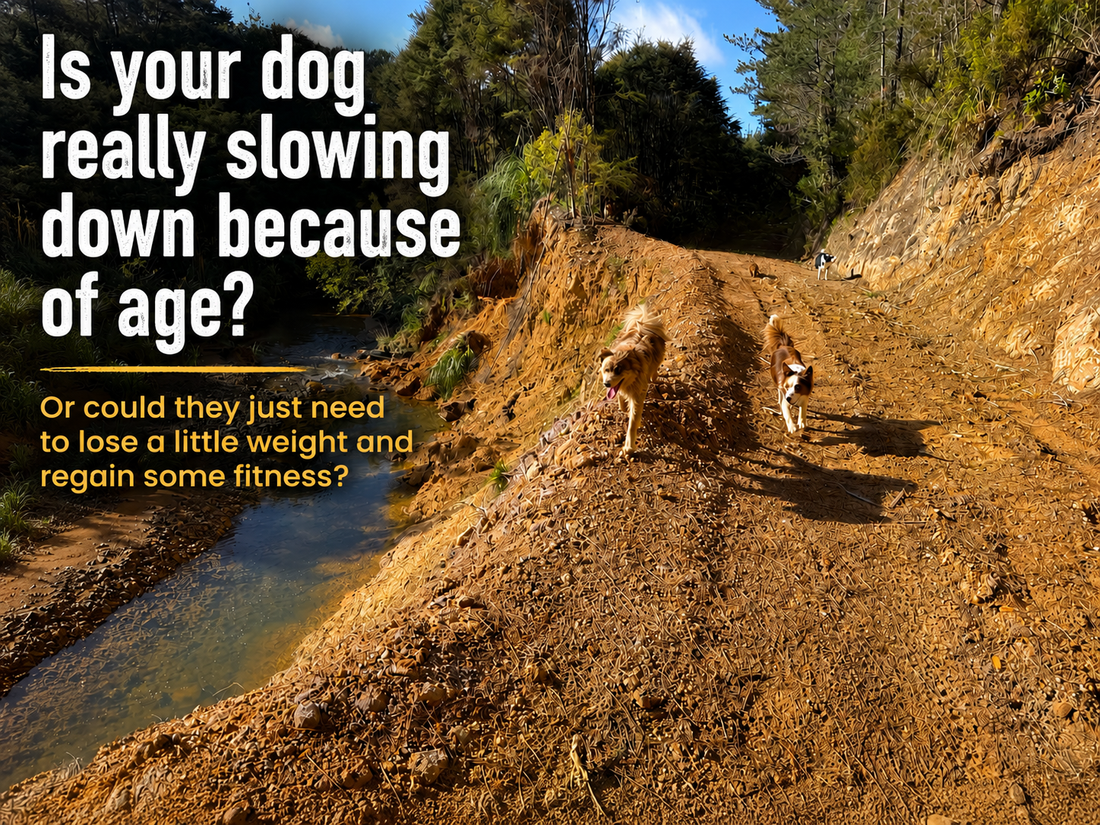 Is your dog really slowing down because of age?