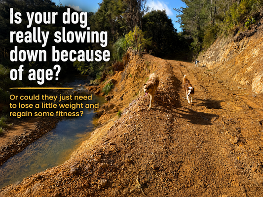 Is your dog really slowing down because of age?