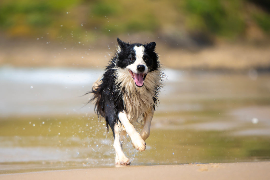 Training Tip Tuesday: The Name Game