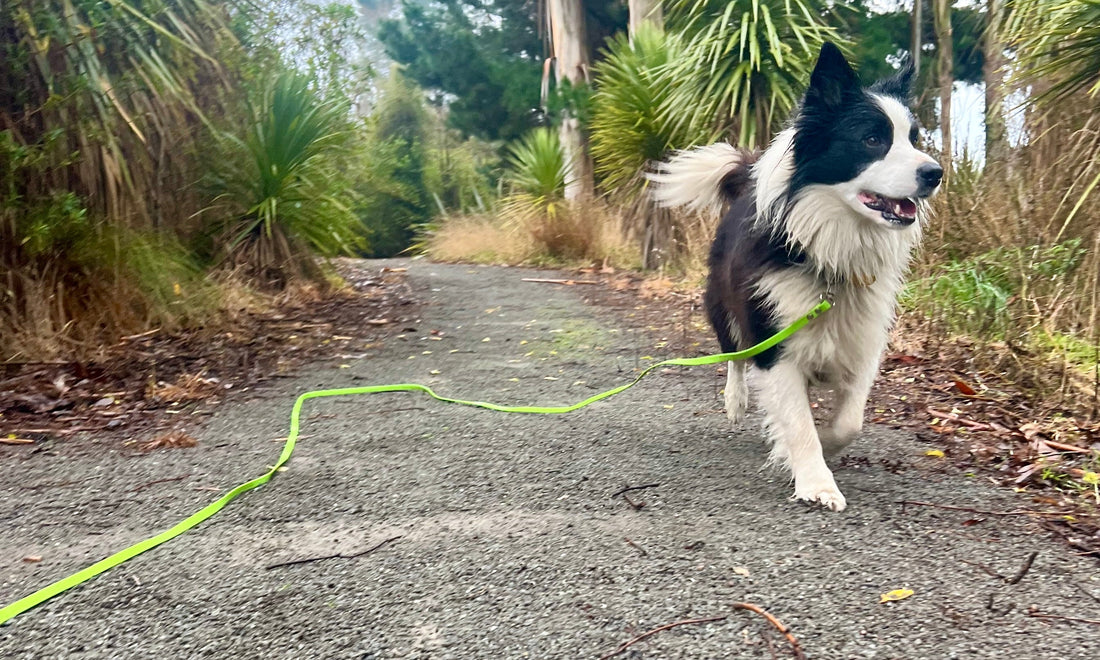 Why your dog listens at home… but not out and about
