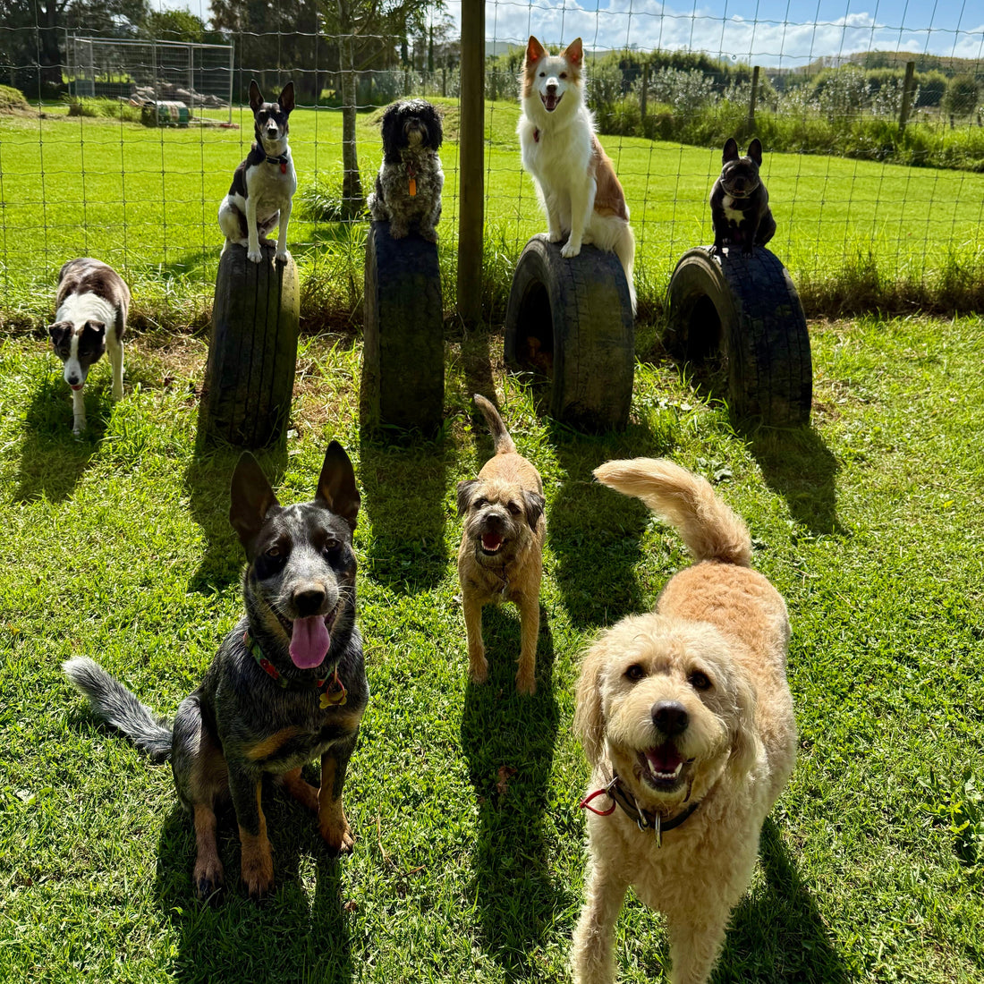 🏡 Have You Got an Emergency Care Plan for Your Dog?