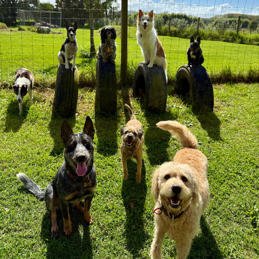 🏡 Have You Got an Emergency Care Plan for Your Dog?