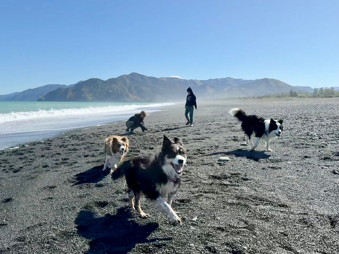 How to Progress Your Dog’s Training Out and About