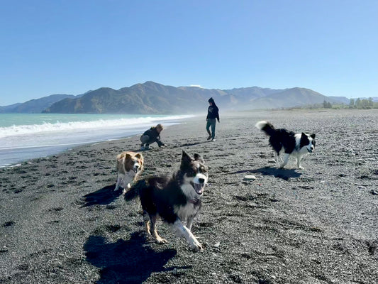 How to Progress Your Dog’s Training Out and About