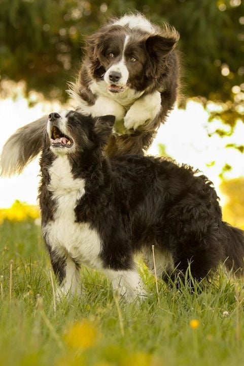 Luring vs Shaping in Dog Training: What’s the Difference?