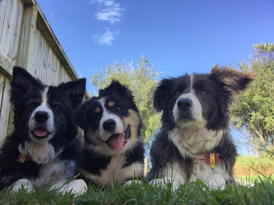 What is a Conditioned Emotional Response in dogs? (And why it matters for training)