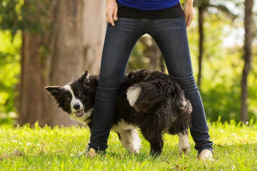 Clicker Training for Dogs: What It Is and How to Get Started