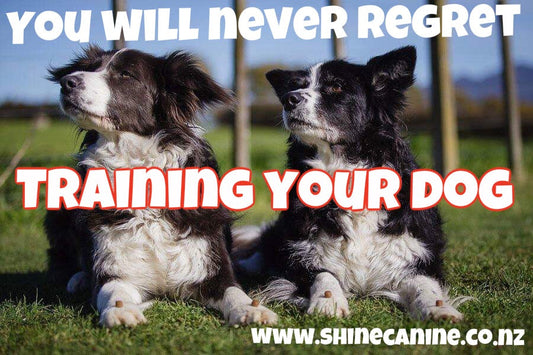 Ditch the Bowl: How to Create Desire for Your Dog’s Food