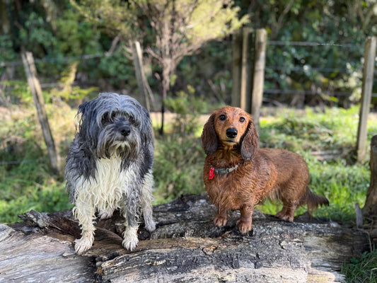 Why your dog hears you... but doesn't come