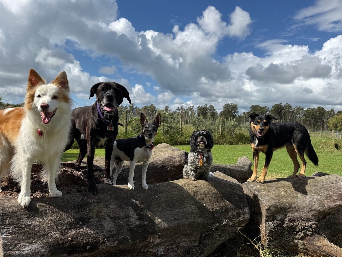 Why Your Dog Ignores Their Name (Even Though You’ve Trained It)