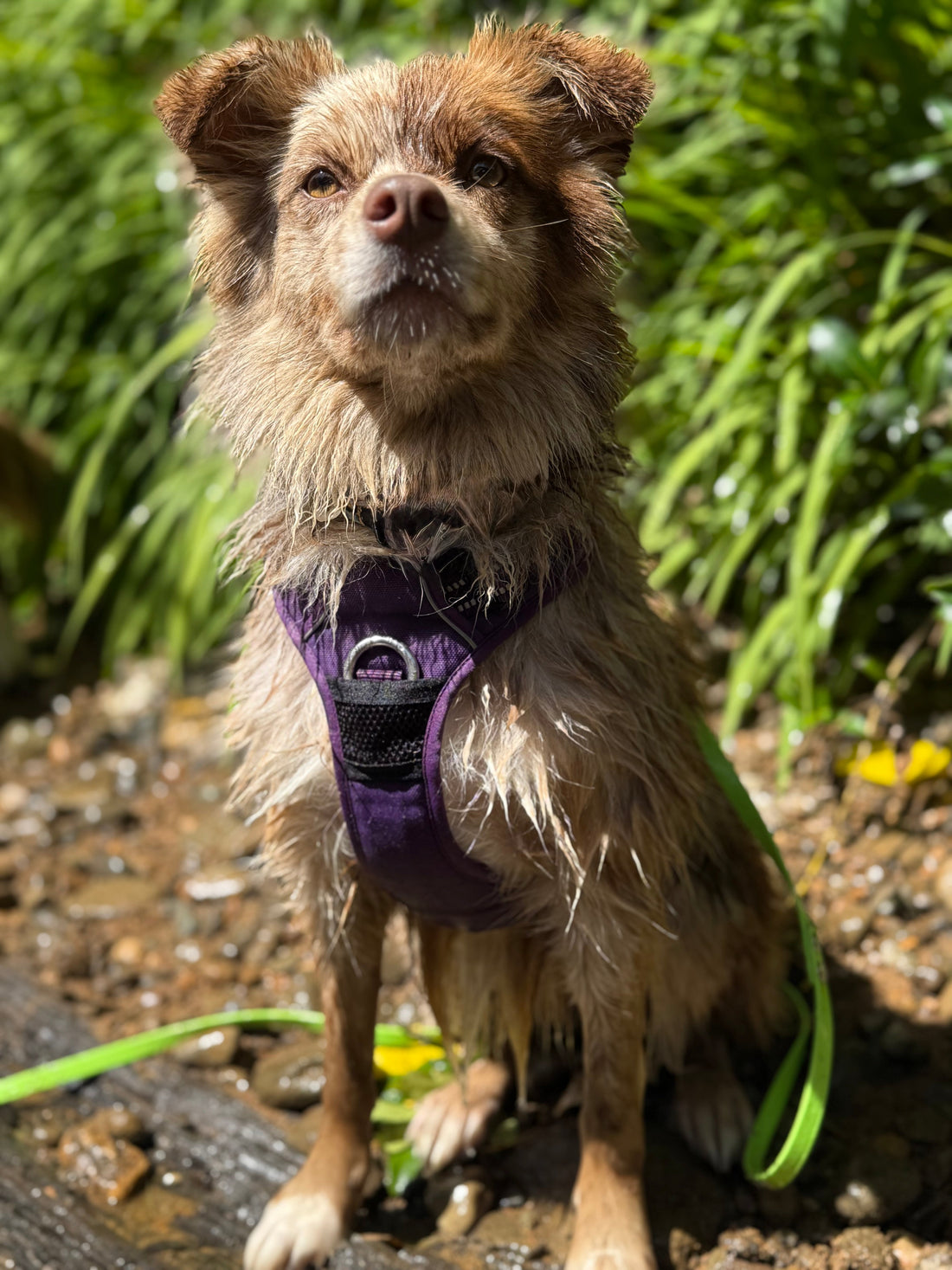 Harness or Collar?