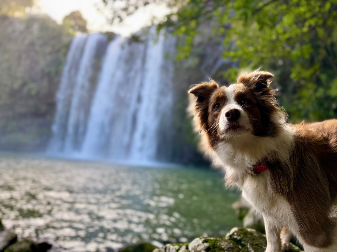 Why Your Dog Should Want To Be Near You
