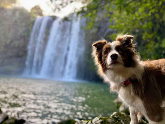 Why Your Dog Should Want To Be Near You