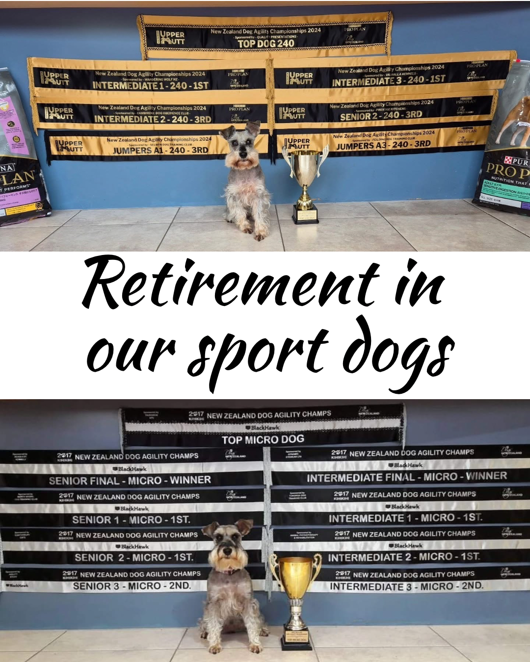 Celebrating the Journey: When A Sport Dog Retires 🥹