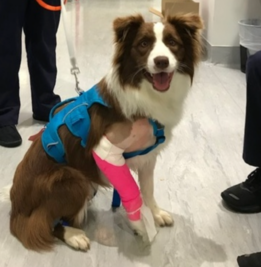 Is Pet Insurance Worth It in NZ? My Experience After Thousands in Vet Bills