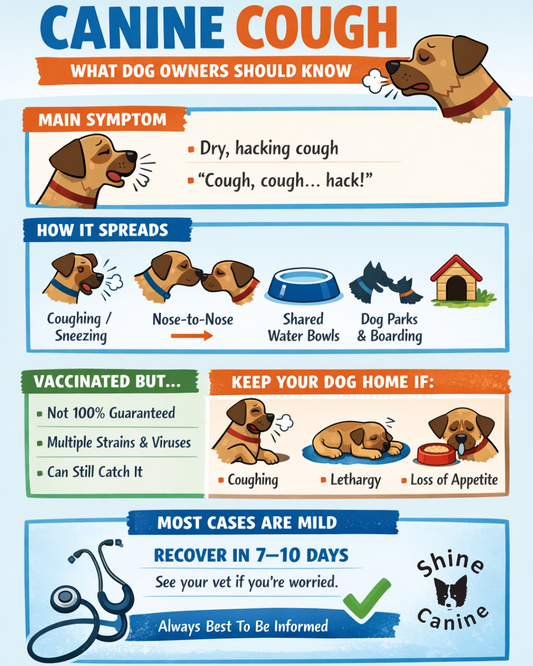What is Canine Cough?  (and why vaccinated dogs can still get it)