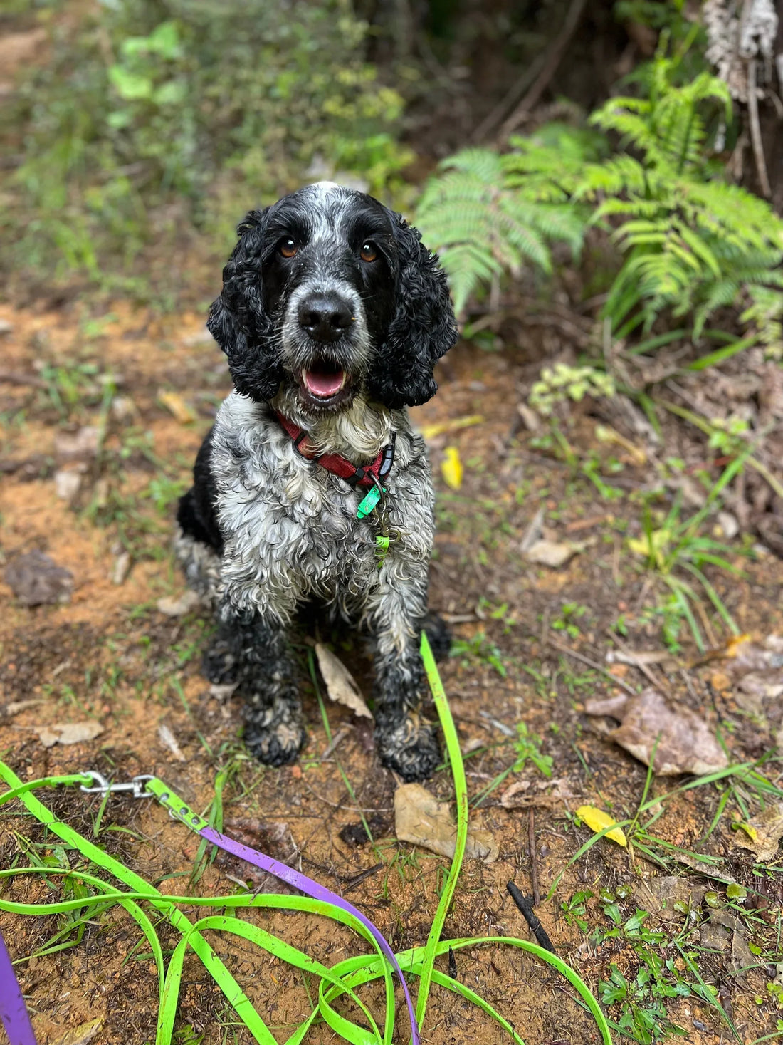 🛑 Stop Calling Your Dog When You Can’t Enforce It