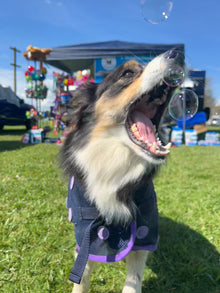 Dog Bubbles by Scoop Dog-Toy-Scoop Dog-Roast Chicken-Shine Pets