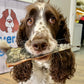You Croc My World - Croc Tail-Rover Pet Products-Shine Pets