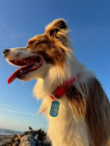 Dog Name/ID Tag - BioThane