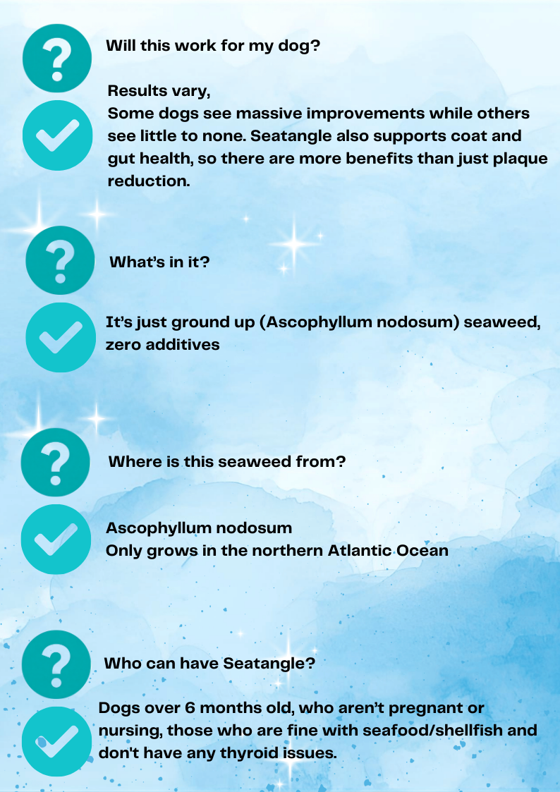 Seatangle Sprinkles - Ascophyllum Nodosum [for sparkling teeth]