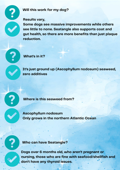 Seatangle Sprinkles - Ascophyllum Nodosum [for sparkling teeth]