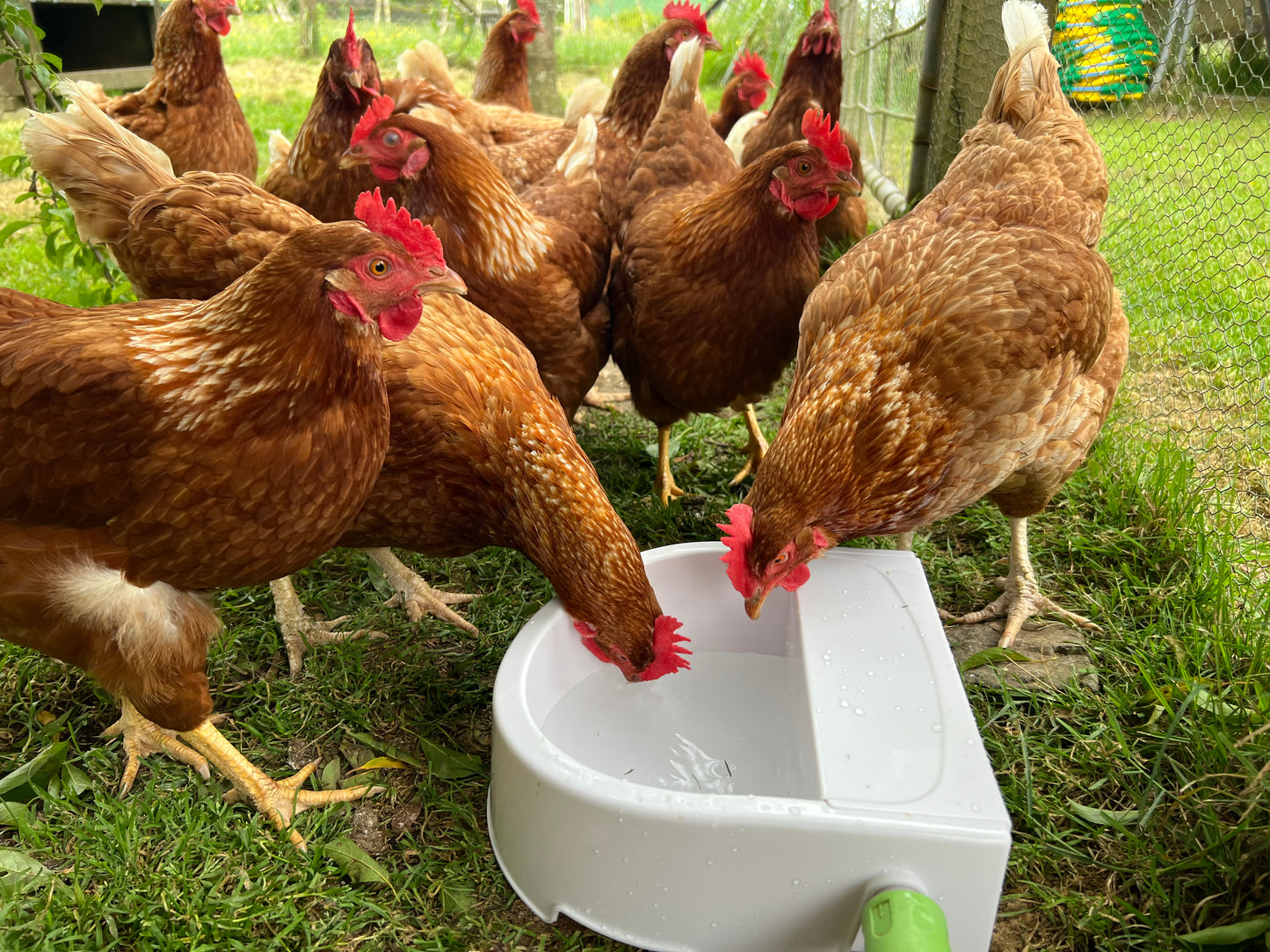 Automatic Outdoor Water Trough 1.5L