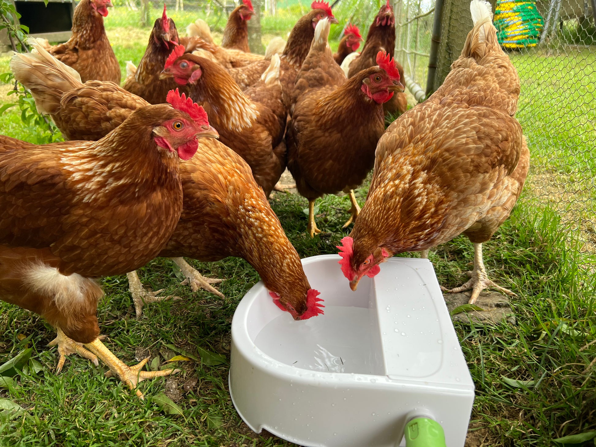 Automatic Outdoor Water Trough 1.5L Shine Pets