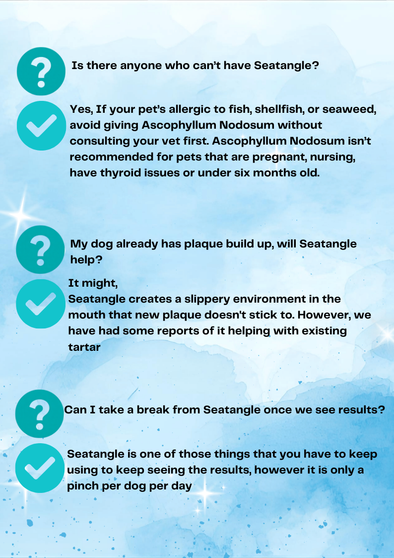 Seatangle Sprinkles - Ascophyllum Nodosum [for sparkling teeth]